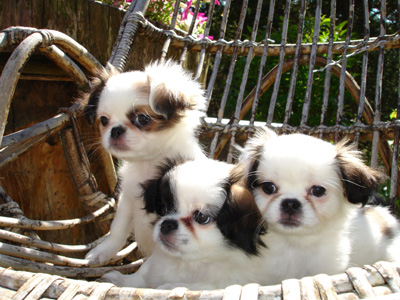 SPANIEL JAPONEZ TCHIN